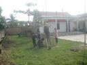 tet trong cay xuan Quy ty 2013 - 