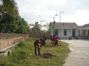 tet trong cay 1 - 